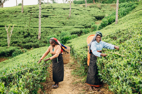 A Connoisseur’s Guide to Sri Lankan Tea Tasting Experiences