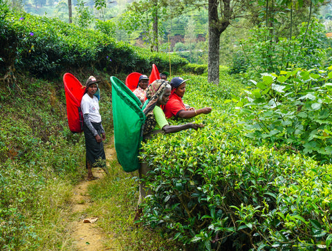 Understanding Sri Lanka’s Tea Market: Trends and Rates